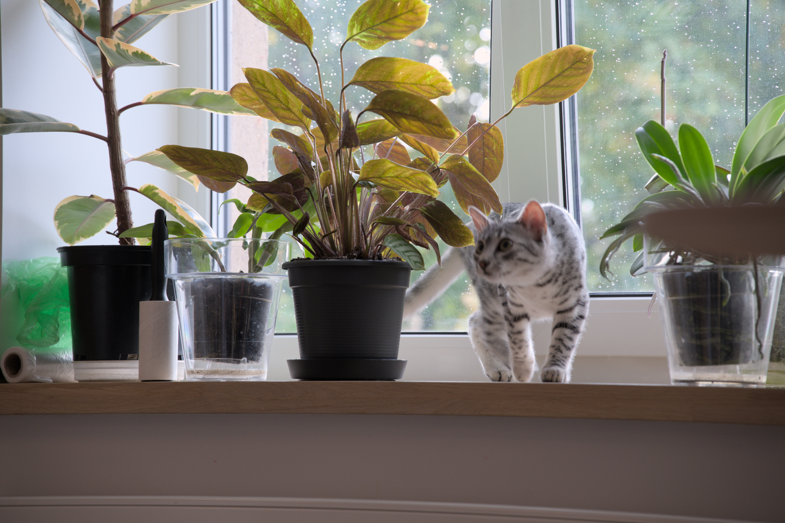 2025/10/12 - cats/DSC_0019.jpg